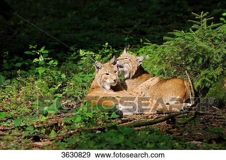 Stock Photo - Two bobcats (Lynx lynx) lying side by side . Fotosearch