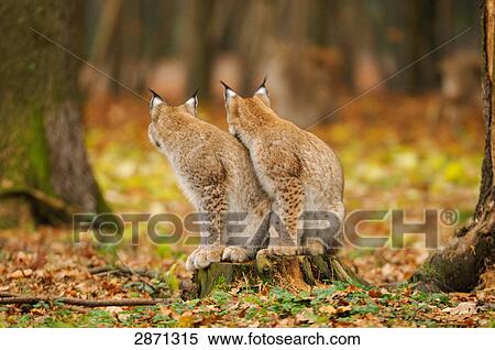 Two bobcats (Lynx rufus) sitting in forest, Bavarian Forest National Park, Bavaria, Germany View Large Photo Image Stock Photography - Two bobcats (Lynx rufus) sitting in forest, Bavarian Forest National Park, Bavaria, Germany . Fotosearch
