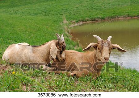 Stock Photograph - Two Boer Goats lying at a lake . Fotosearch