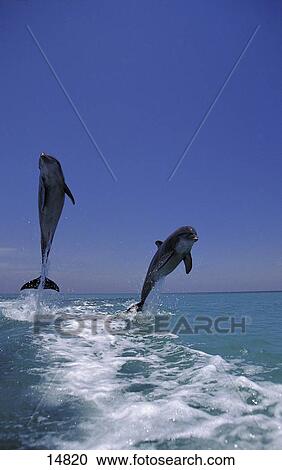 Stock Image - Two Bottle-Nosed Dolphins (Tursiops truncatus) leaping out of sea, Roatan, Bay Islands, Honduras . Fotosearch