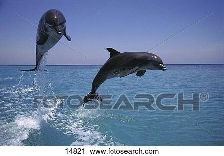 Stock Image - Two Bottle-Nosed Dolphins (Tursiops truncatus) leaping out of sea, Roatan, Bay Islands, Honduras . Fotosearch