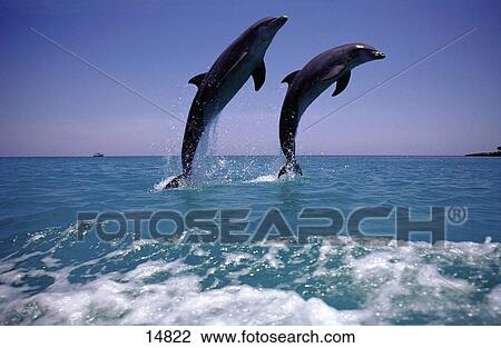Stock Image - Two Bottle-Nosed Dolphins (Tursiops truncatus) leaping out of sea, Roatan, Bay Islands, Honduras . Fotosearch