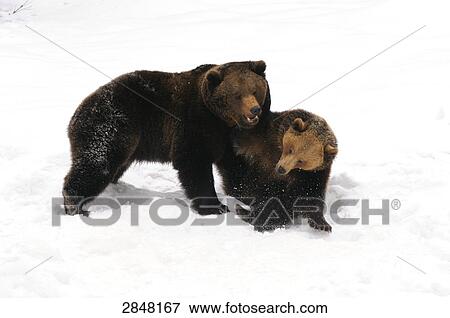 Stock Photo - Two Brown bear (Ursus arctos) playing in snow, Bavarian Forest National Park, Bavaria, Germany . Fotosearch