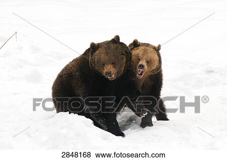 Two Brown bear (Ursus arctos) playing in snow, Bavarian Forest National Park, Bavaria, Germany View Large Photo Image Stock Photo - Two Brown bear (Ursus arctos) playing in snow, Bavarian Forest National Park, Bavaria, Germany . Fotosearch
