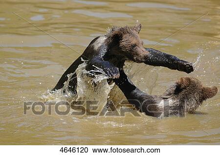 Two brown bears, Bavarian Forest, Bavaria, Germany, Europe View Large Photo Image Stock Image - Two brown bears, Bavarian Forest, Bavaria, Germany, Europe . Fotosearch