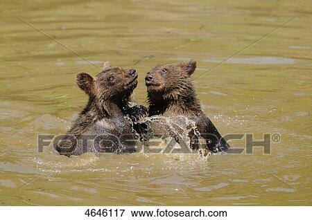 Two brown bears, Bavarian Forest, Bavaria, Germany, Europe View Large Photo Image Stock Photo - Two brown bears, Bavarian Forest, Bavaria, Germany, Europe . Fotosearch