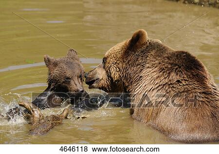 Two brown bears, Bavarian Forest, Bavaria, Germany, Europe View Large Photo Image Stock Photo - Two brown bears, Bavarian Forest, Bavaria, Germany, Europe . Fotosearch