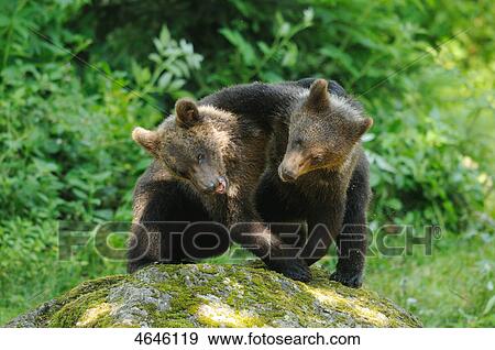 Two brown bears, Bavarian Forest, Bavaria, Germany, Europe View Large Photo Image Stock Photo - Two brown bears, Bavarian Forest, Bavaria, Germany, Europe . Fotosearch