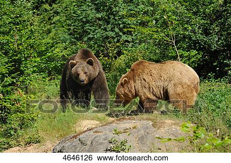 Two brown bears, Bavarian Forest, Bavaria, Germany, Europe View Large Photo Image Stock Photograph - Two brown bears, Bavarian Forest, Bavaria, Germany, Europe . Fotosearch