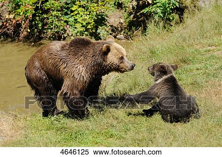 Two brown bears, Bavarian Forest, Bavaria, Germany, Europe View Large Photo Image Stock Photography - Two brown bears, Bavarian Forest, Bavaria, Germany, Europe . Fotosearch