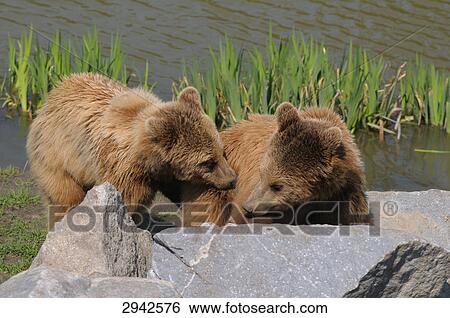 Two brown bears (Ursus Actos) playing with each other, full shot View Large Photo Image Stock Photograph - Two brown bears (Ursus Actos) playing with each other, full shot . Fotosearch