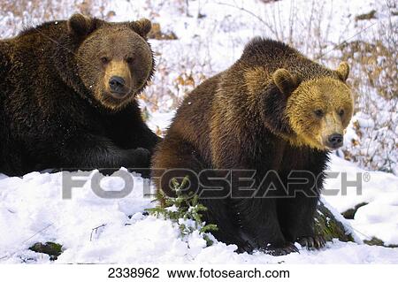 Two Brown bears (Ursus Arctos) in forest, Bavarian Forest National Park, Bavaria, Germany View Large Photo Image Stock Image - Two Brown bears (Ursus Arctos) in forest, Bavarian Forest National Park, Bavaria, Germany . Fotosearch