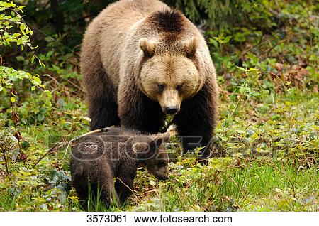 Two Brown Bears (Ursus arctos) in the Bavarian Forest, Germany View Large Photo Image Stock Image - Two Brown Bears (Ursus arctos) in the Bavarian Forest, Germany . Fotosearch