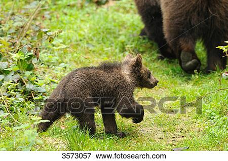 Two Brown Bears (Ursus arctos) in the Bavarian Forest, Germany View Large Photo Image Stock Photo - Two Brown Bears (Ursus arctos) in the Bavarian Forest, Germany . Fotosearch