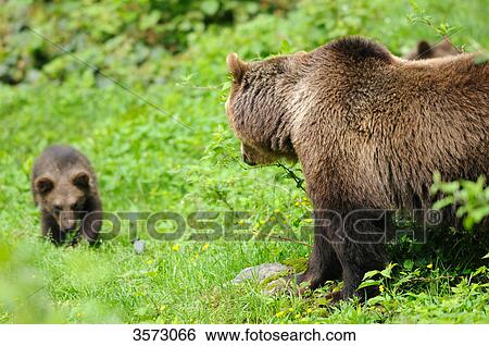 Two Brown Bears (Ursus arctos) in the Bavarian Forest, Germany View Large Photo Image Stock Photograph - Two Brown Bears (Ursus arctos) in the Bavarian Forest, Germany . Fotosearch