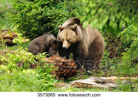 Two Brown Bears (Ursus arctos) in the Bavarian Forest, Germany View Large Photo Image Stock Photography - Two Brown Bears (Ursus arctos) in the Bavarian Forest, Germany . Fotosearch