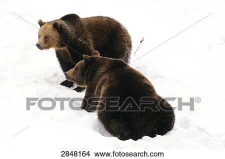 Picture - Two Brown bears (Ursus arctos) on polar landscape, Bavarian Forest National Park, Bavaria, Germany . Fotosearch