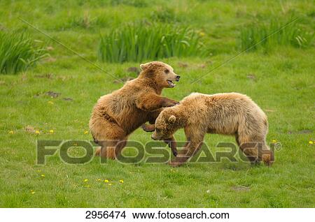 Picture - Two brown bears (Ursus arctos) playing on meadow, sideviews . Fotosearch