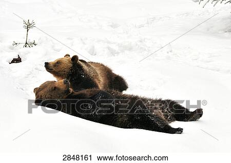 Two Brown bears (Ursus arctos) playing in snow, Bavarian Forest National Park, Bavaria, Germany View Large Photo Image Stock Image - Two Brown bears (Ursus arctos) playing in snow, Bavarian Forest National Park, Bavaria, Germany . Fotosearch