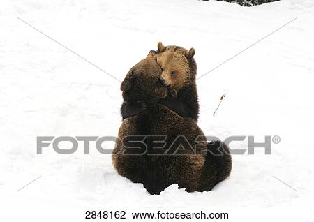 Two Brown bears (Ursus arctos) playing in snow, Bavarian Forest National Park, Bavaria, Germany View Large Photo Image Stock Image - Two Brown bears (Ursus arctos) playing in snow, Bavarian Forest National Park, Bavaria, Germany . Fotosearch
