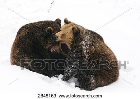 Two Brown bears (Ursus arctos) playing in snow, Bavarian Forest National Park, Bavaria, Germany View Large Photo Image Stock Image - Two Brown bears (Ursus arctos) playing in snow, Bavarian Forest National Park, Bavaria, Germany . Fotosearch