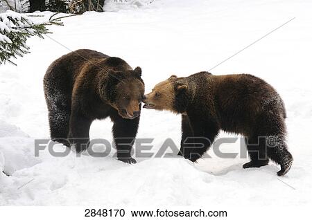 Two Brown bears (Ursus arctos) playing in snow, Bavarian Forest National Park, Bavaria, Germany View Large Photo Image Stock Image - Two Brown bears (Ursus arctos) playing in snow, Bavarian Forest National Park, Bavaria, Germany . Fotosearch
