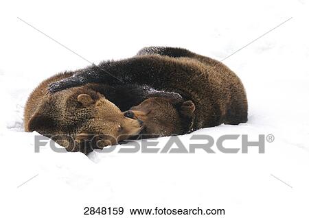 Stock Photo - Two Brown bears (Ursus arctos) playing in snow, Bavarian Forest National Park, Bavaria, Germany . Fotosearch