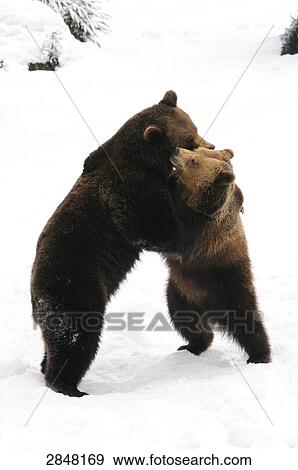 Two Brown bears (Ursus arctos) playing in snow, Bavarian Forest National Park, Bavaria, Germany View Large Photo Image Stock Photo - Two Brown bears (Ursus arctos) playing in snow, Bavarian Forest National Park, Bavaria, Germany . Fotosearch