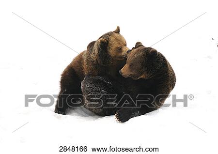 Two Brown bears (Ursus arctos) playing in snow, Bavarian Forest National Park, Bavaria, Germany View Large Photo Image Stock Photograph - Two Brown bears (Ursus arctos) playing in snow, Bavarian Forest National Park, Bavaria, Germany . Fotosearch