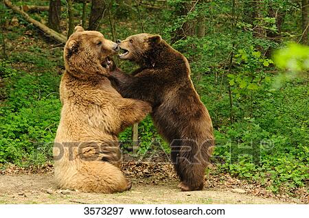 Two Brown Bears (Ursus arctos) standing face to face View Large Photo Image Stock Photo - Two Brown Bears (Ursus arctos) standing face to face . Fotosearch
