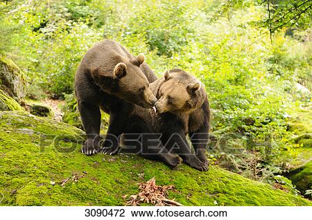 Two brown bears, Ursus arctos View Large Photo Image Stock Image - Two brown bears, Ursus arctos . Fotosearch