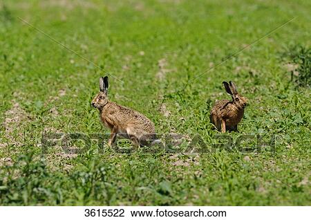 Stock Image - Two Brown Hares (Lepus europaeus) in cornfield . Fotosearch