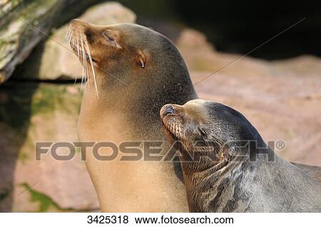 Two Californian sea lions (Zalophus californianus) View Large Photo Image Stock Photo - Two Californian sea lions (Zalophus californianus) . Fotosearch