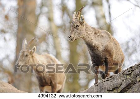 Two Capra ibex View Large Photo Image Stock Image - Two Capra ibex . Fotosearch