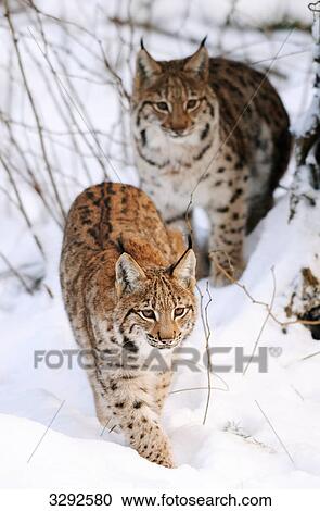 Two carpathian lynx (Lynx lynx carpathicus) in snow, Bavarian Forest National Park, Germany View Large Photo Image Stock Image - Two carpathian lynx (Lynx lynx carpathicus) in snow, Bavarian Forest National Park, Germany . Fotosearch