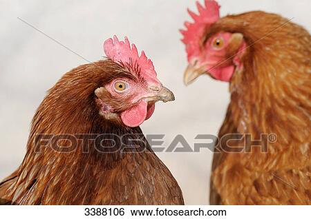 Stock Photograph - Two chickens (Gallus gallus domesticus), Bavaria, Germany, portrait . Fotosearch