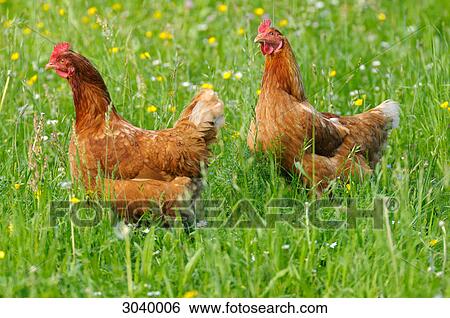 Two chickens in a meadow View Large Photo Image Stock Photograph - Two chickens in a meadow . Fotosearch