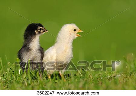 Two chicks, barn fowl, Gallus gallus domesticus View Large Photo Image Stock Photo - Two chicks, barn fowl, Gallus gallus domesticus . Fotosearch