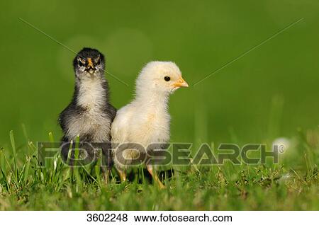 Two chicks, barn fowl, Gallus gallus domesticus View Large Photo Image Stock Photo - Two chicks, barn fowl, Gallus gallus domesticus . Fotosearch