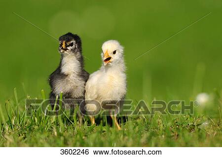 Two chicks, barn fowl, Gallus gallus domesticus View Large Photo Image Stock Photograph - Two chicks, barn fowl, Gallus gallus domesticus . Fotosearch