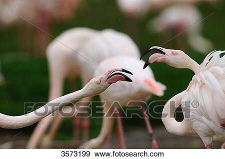 Two Chilean Flamingo (Phoenicopterus chilensis) face to face View Large Photo Image Stock Photo - Two Chilean Flamingo (Phoenicopterus chilensis) face to face . Fotosearch