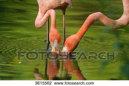 Two Chilean Flamingos (Phoenicopterus chilensis) drinking water, close-up View Large Photo Image Stock Image - Two Chilean Flamingos (Phoenicopterus chilensis) drinking water, close-up . Fotosearch