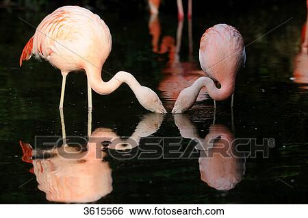 Two Chilean Flamingos (Phoenicopterus chilensis) drinking water View Large Photo Image Stock Photograph - Two Chilean Flamingos (Phoenicopterus chilensis) drinking water . Fotosearch