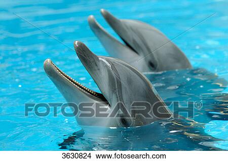 Two Common Bottlenose Dolphins (Tursiops truncatus) in water View Large Photo Image Picture - Two Common Bottlenose Dolphins (Tursiops truncatus) in water . Fotosearch