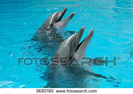 Two Common Bottlenose Dolphins (Tursiops truncatus) in water View Large Photo Image Stock Image - Two Common Bottlenose Dolphins (Tursiops truncatus) in water . Fotosearch