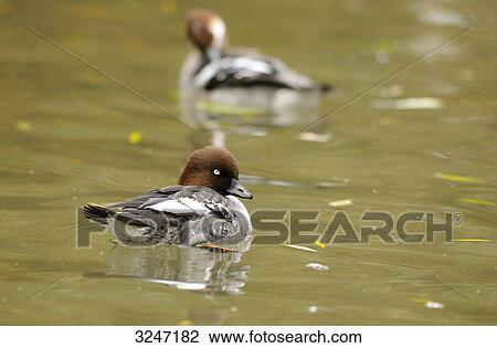 Two Common Goldeneyes (Bucephala clangula) swimming, zoological garden of Augsburg, Germany View Large Photo Image Stock Image - Two Common Goldeneyes (Bucephala clangula) swimming, zoological garden of Augsburg, Germany . Fotosearch