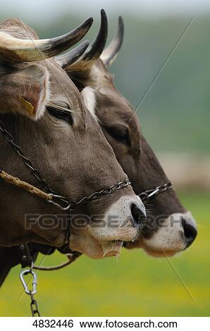 Stock Photograph - Two cows, close-up . Fotosearch