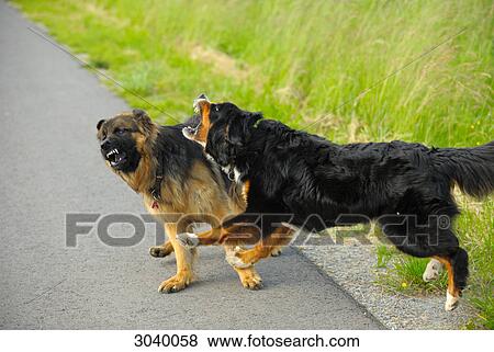 Stock Photo - Two dogs fighting on a country road . Fotosearch