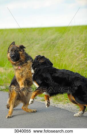 Stock Photography - Two dogs fighting on a country road . Fotosearch