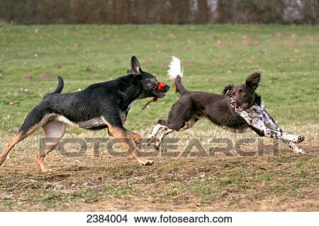 Two dogs playing in field View Large Photo Image Picture - Two dogs playing in field . Fotosearch